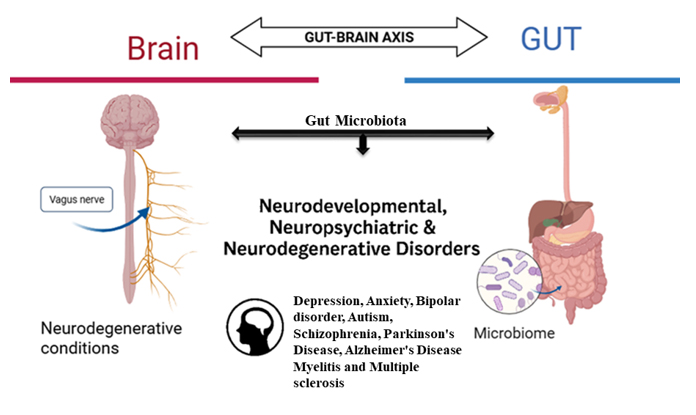 Neurochemical Signaling Molecules in Gut–Brain Axis: Microbial Metabolites and Therapeutic Implications 